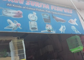 Sree-suriya-fishees-Pet-stores-Erode-Tamil-nadu-1