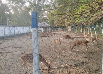Sri-arabinda-shisu-udyaan-and-mini-zoo-Public-parks-Midnapore-West-bengal-3