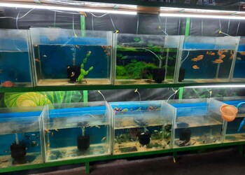 Star-aquarium-pets-Pet-stores-Nellore-Andhra-pradesh-2