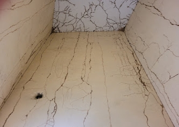 Termites-and-pest-control-services-Pest-control-services-Anand-vihar-Delhi-2