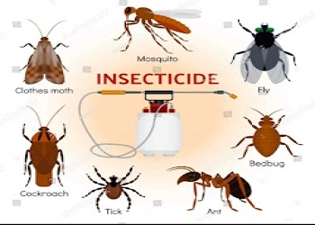 The-home-care-pest-solution-Pest-control-services-Sarabha-nagar-ludhiana-Punjab-1
