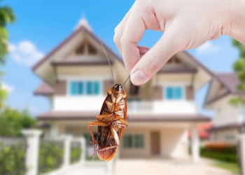 The-proactive-pest-control-Pest-control-services-Panchkula-Haryana-2