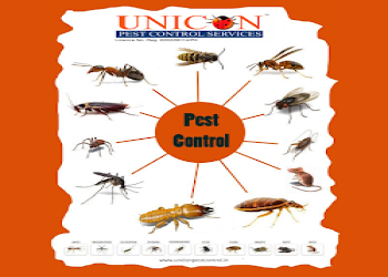 Unicon-pest-control-andheri-Pest-control-services-Andheri-mumbai-Maharashtra-2