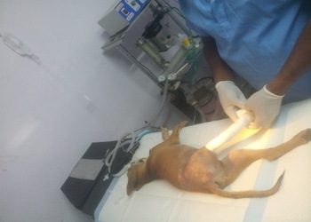 Veterinary-clinics-Veterinary-hospitals-Goa-Goa-3