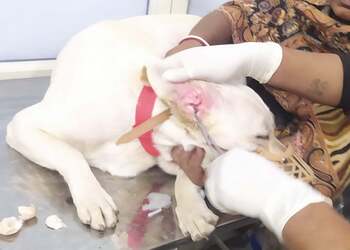 Vetnova-pets-clinic-Veterinary-hospitals-Bhopal-Madhya-pradesh-3