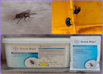 Vijayawada-pest-control-chemical-distributor-Pest-control-services-Vijayawada-Andhra-pradesh-2