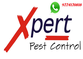Xpert-pest-control-Pest-control-services-Chembur-mumbai-Maharashtra-1